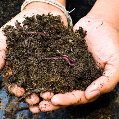 Top 10 Benefits of Using Vermicompost in Your Garden